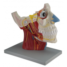 Cranial and Autonomic Nerves